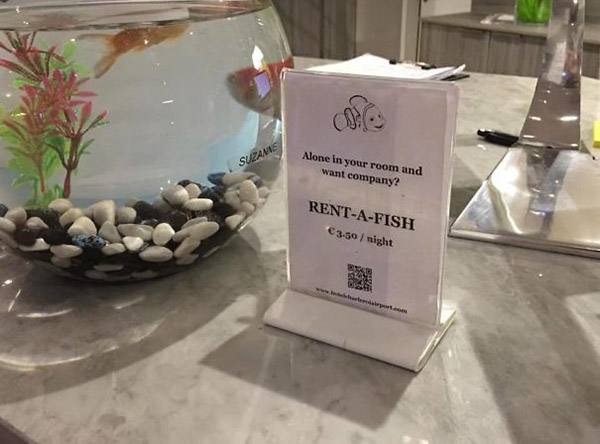 Curiosidade: Hotel oferece peixe de companhia para hóspede solitário
