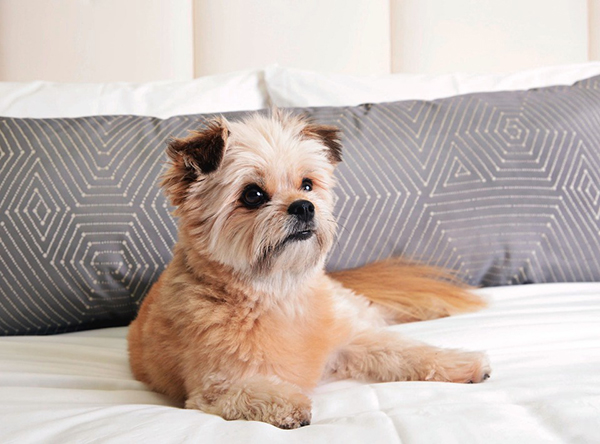Hotel ibis promove evento para adoção de animais na unidade Paulista