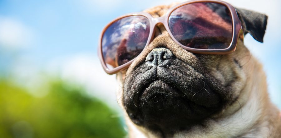 Transamerica São Paulo realiza encontro Pet Friendly